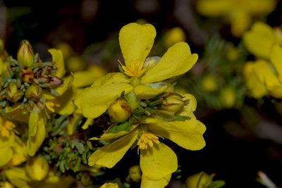 Hibbertia hibbertioides, photographed by T. Hammer
