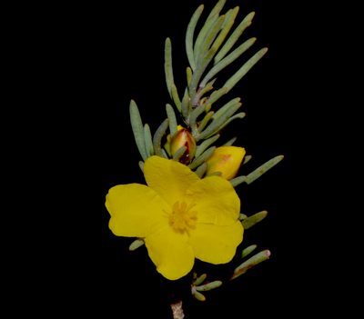 Hibbertia hemignosta, photographed by T. Hammer