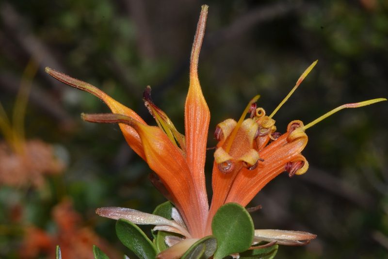 Lambertia inermis, photographed by T. Hammer
