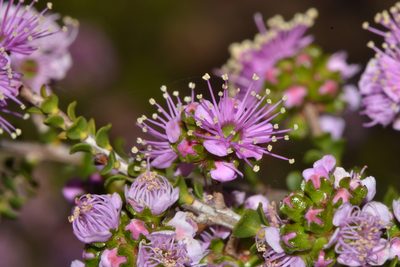 Kunzea recurva, photographed by T. Hammer
