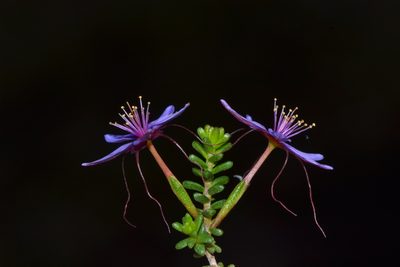 Calytrix leschenaultii, photographed by T. Hammer