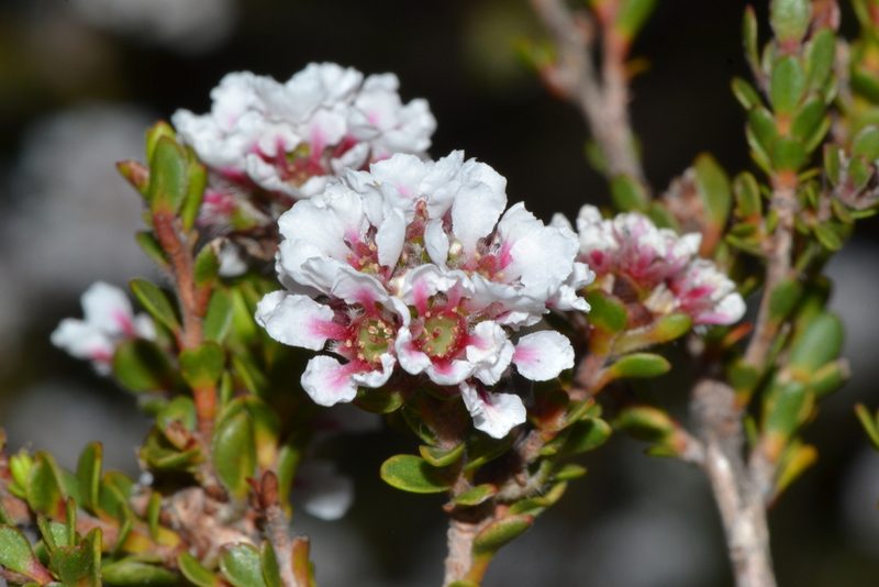 Taxandria spathulata, photographed by T. Hammer