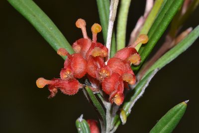 Grevillea fasciculata, photographed by T. Hammer