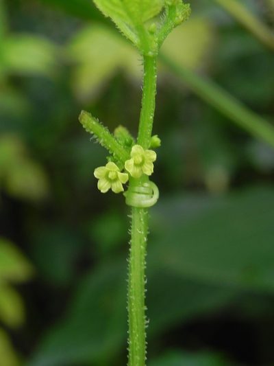 Cucumis ritchiei, photographed by S.MORE