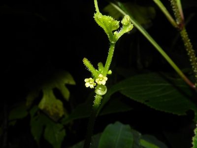 Cucumis ritchiei, photographed by S.MORE