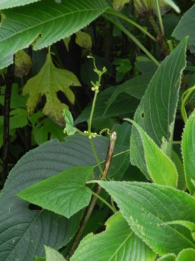 Cucumis ritchiei, photographed by S.MORE