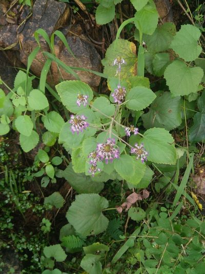 Coleus strobilifer, photographed by Chandu Bandi