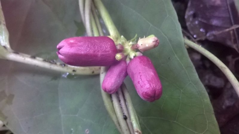 Heterostemma deccanense, photographed by S.MORE