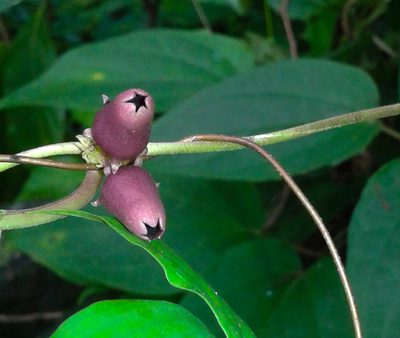 Heterostemma deccanense, photographed by S.MORE