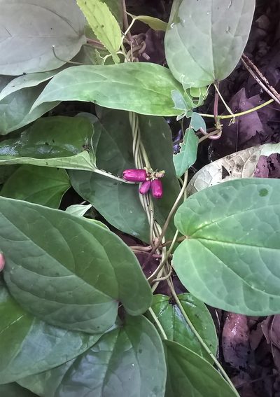 Heterostemma deccanense, photographed by S.MORE