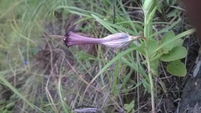 Ceropegia mahabalei, photographed by S.MORE