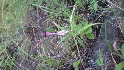 Ceropegia mahabalei, photographed by S.MORE