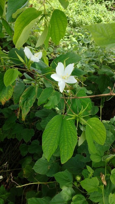 Bauhinia acuminata, photographed by S.MORE