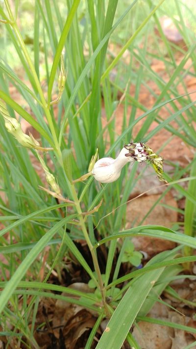 Ceropegia spiralis, photographed by S.MORE