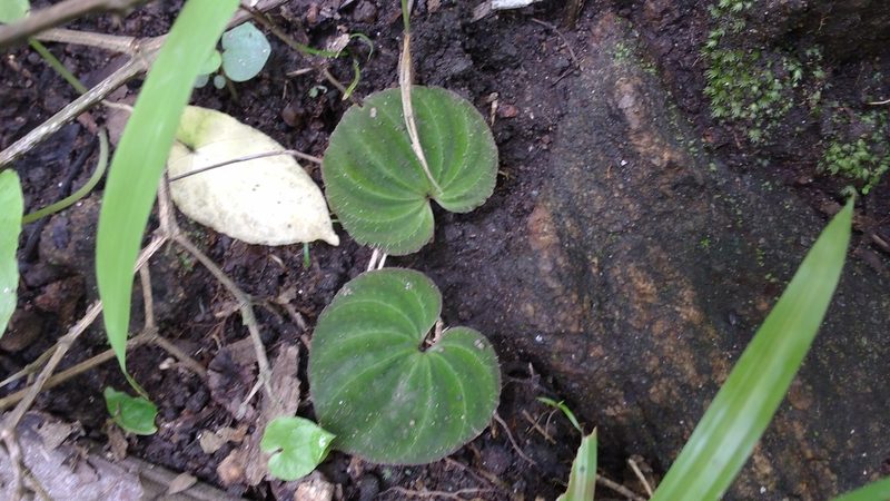 Nervilia plicata, photographed by S.MORE