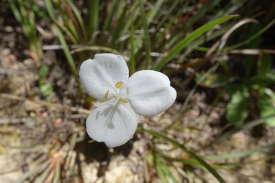 Libertia edgariae, photographed by John Barkla