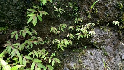Arthraxon jubatus, photographed by S.MORE