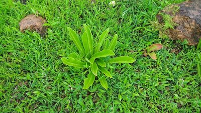 Euphorbia fusiformis, photographed by S.MORE