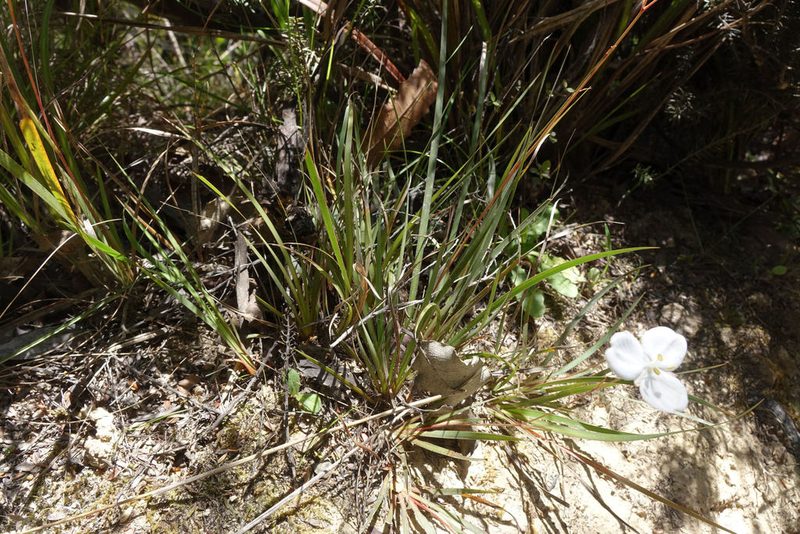Libertia edgariae, photographed by John Barkla