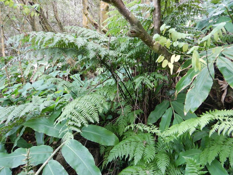 Diplazium caudatum, photographed by Duarte Frade