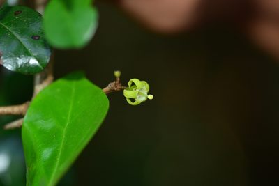 Canthium angustifolium, photographed by S.MORE