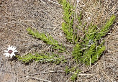 Callilepis laureola, photographed by Henry de Lange