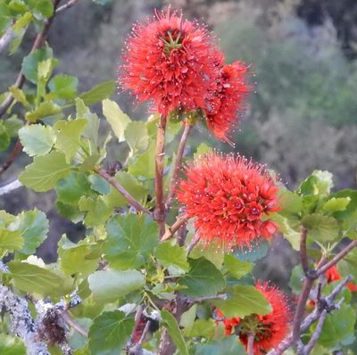 Greyia sutherlandii, photographed by Henry de Lange