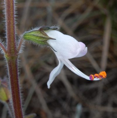 Syncolostemon bolusii, photographed by Henry de Lange