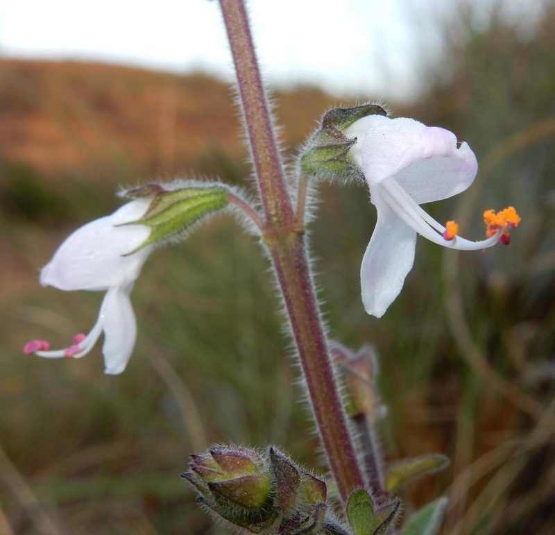 Syncolostemon bolusii, photographed by Henry de Lange