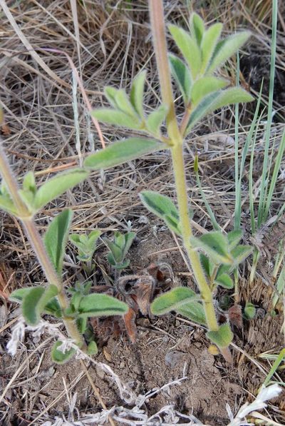 Syncolostemon bolusii, photographed by Henry de Lange