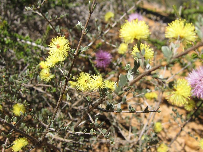 Melaleuca aurea, photographed by Margaret Langley