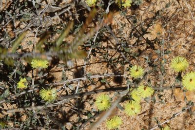 Melaleuca aurea, photographed by Margaret Langley
