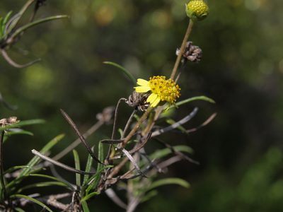 Trigonopterum laricifolium, photographed by Jim Morefield