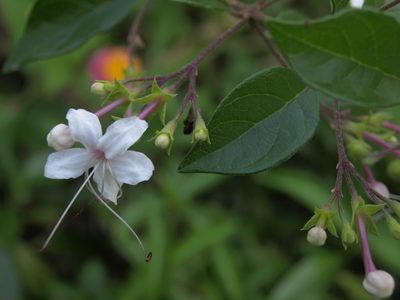 Volkameria mollis, photographed by Jim Morefield
