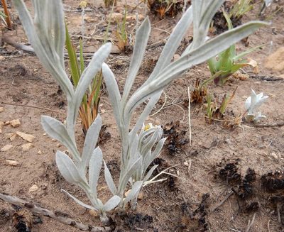 Helichrysum oreophilum, photographed by Henry de Lange