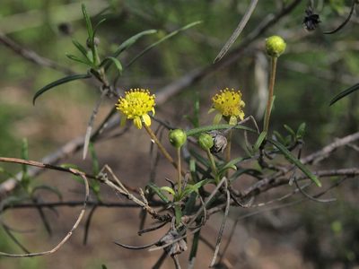 Trigonopterum laricifolium, photographed by Jim Morefield