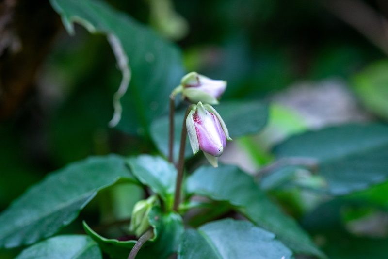 Impatiens bonii, photographed by Shawn O'Donnell
