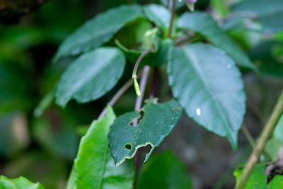 Impatiens bonii, photographed by Shawn O'Donnell
