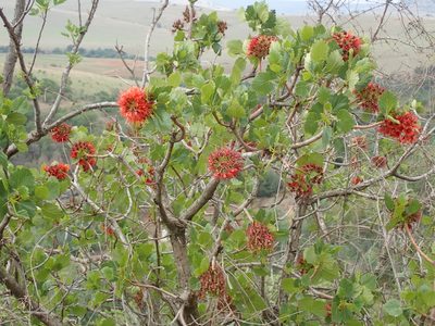 Greyia sutherlandii, photographed by Peter Warren