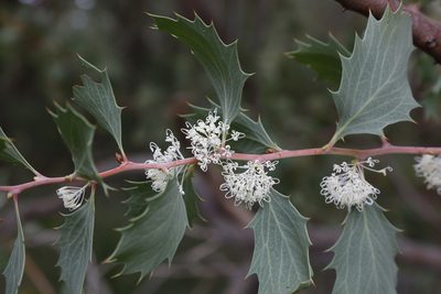 Hakea cristata, photographed by Margaret Langley