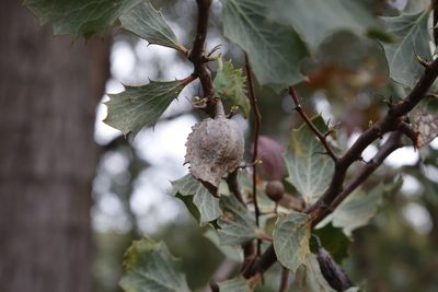 Hakea cristata, photographed by Margaret Langley