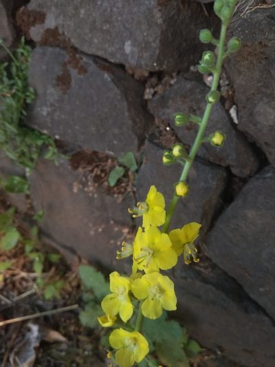 Verbascum coromandelianum, photographed by Geetha Ramaswami