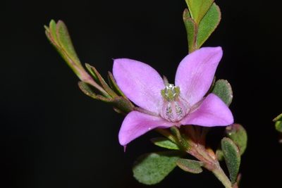 Boronia crenulata, photographed by T. Hammer
