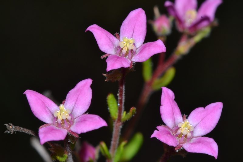 Boronia scabra, photographed by T. Hammer