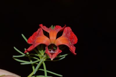 Leschenaultia formosa, photographed by T. Hammer