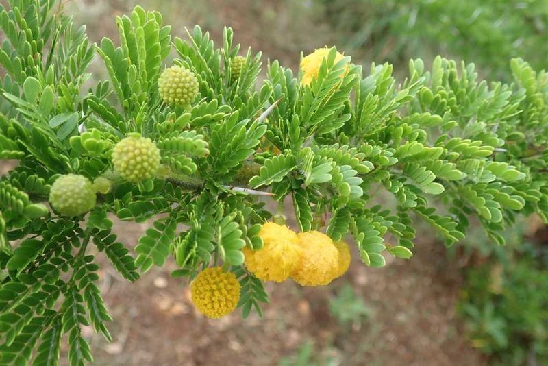 Vachellia permixta, photographed by Andrew Deacon
