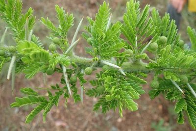 Vachellia permixta, photographed by Andrew Deacon