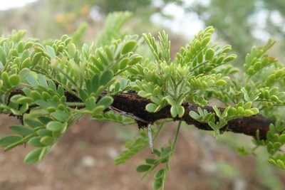 Vachellia permixta, photographed by Andrew Deacon