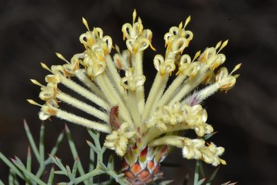Petrophile divaricata, photographed by T. Hammer