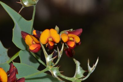 Gastrolobium spinosum, photographed by T. Hammer